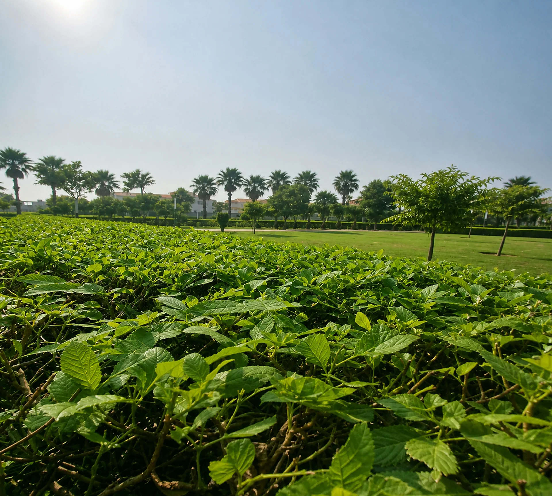 Green open-space planning within Wave Estate Mohali